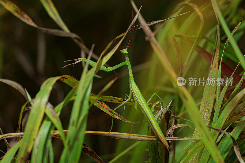成年绿色雄性螳螂(Mantis religiosa)坐在黑暗背景的草地上